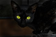 Czarny kot (fot.morguefile.com)