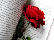 róża i książka (fot.freeimages.com)