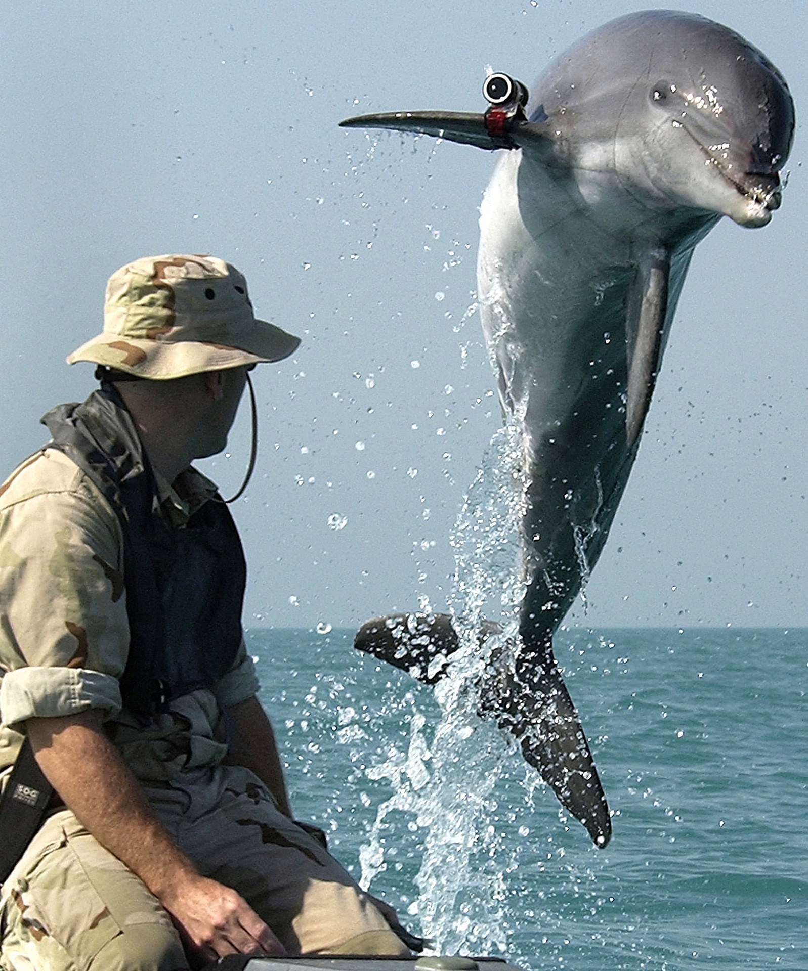 Naukowiec bada delfiny (fot.Pixabay)